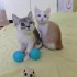 Красивые Котята