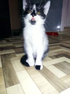 Отдам в хорошие руки