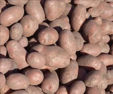 Бульба
