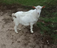 Безрогий козлик на племя