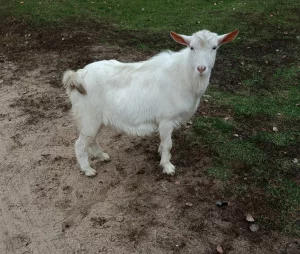 Безрогий козлик на племя