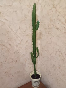 Молочай трехгранный