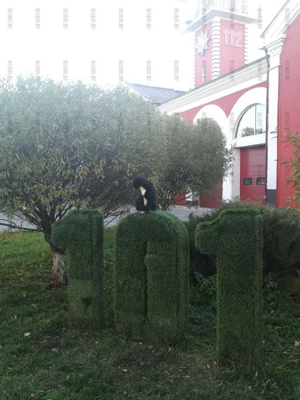 Котик стережет покой граждан