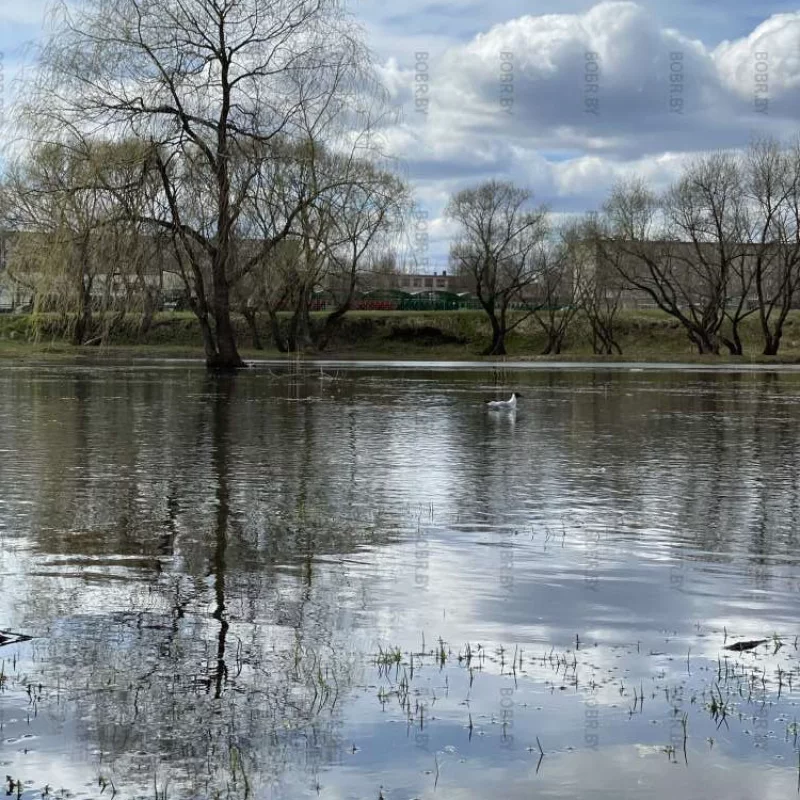 Прекрасное Вербное воскресенье …