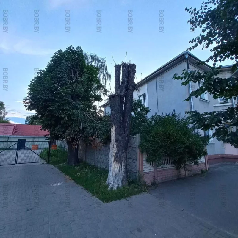 Зеленхоз убил дерево.
