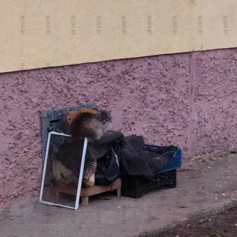 Котейкин дом
