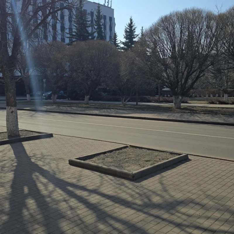 Здесь росло дерево, его спилили, почему бы на этой клумбе не посадить новое дерево?