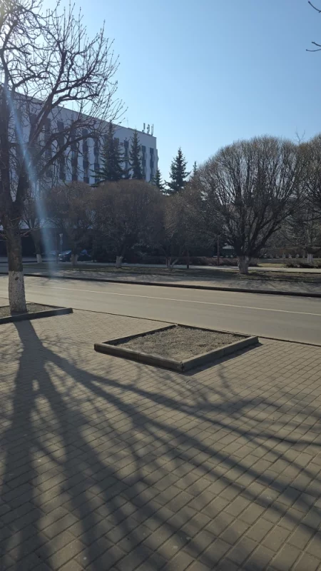 Здесь росло дерево, его спилили, почему бы на этой клумбе не посадить новое дерево?