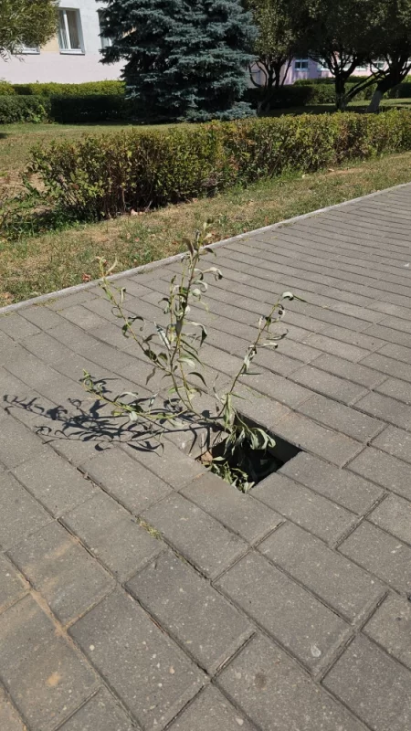 Дыра в тротуаре на Минской