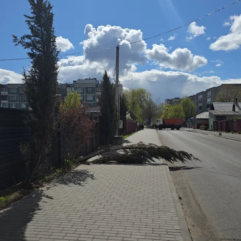 Ветер повалил дерево, интересно его поставят на место или Будет минус одно дерево в городе?