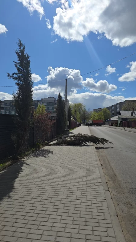 Ветер повалил дерево, интересно его поставят на место или Будет минус одно дерево в городе?