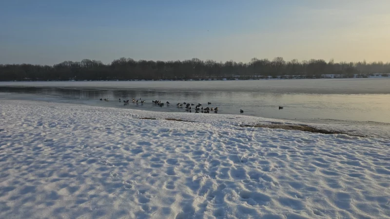 Березина со стороны Фандока вскрылась, теперь есть где утками поплавать