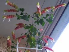 Клубни георгинов, фуксии