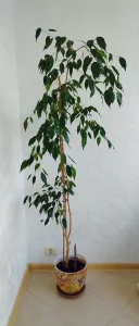 Фикус бенджамина с горшком