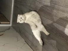 Потерялся кот