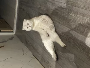 Потерялся кот