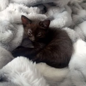 Отдам даром шотланку