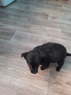 Отдам щенков в хорошие руки!