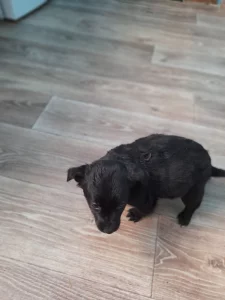 Отдам щенков в хорошие руки!