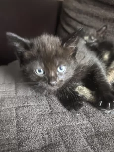 Котята шотландцы