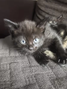 Котята шотландцы