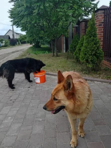 Собака