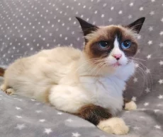 Кошечка ищет дом