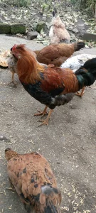 Молодой петух