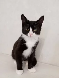 Котёнок Феликс ищет дом