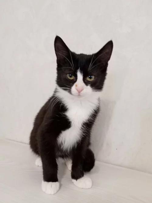 Котёнок Феликс ищет дом