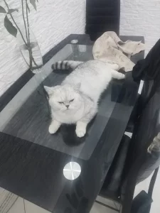 Шотландская шиншила