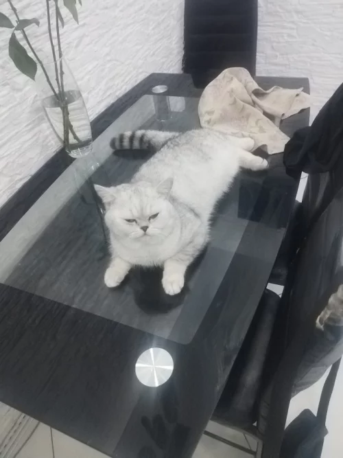 Шотландская шиншила