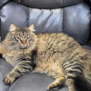 Крупный полупородистый котик ищет дом