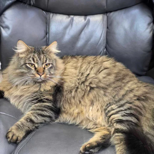 Крупный полупородистый котик ищет дом