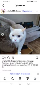 Найден кот