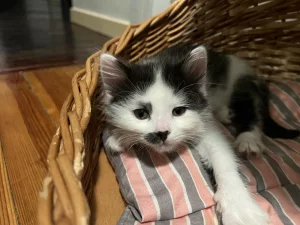 Котята в дар