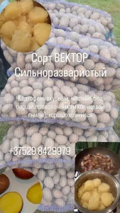 Картофель деревенский