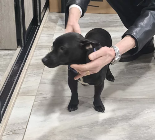 Нашли собаку