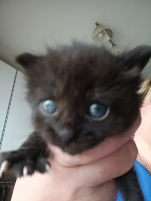 Отдам котенка