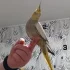 Попугаев корелл