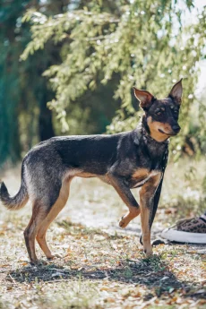 Нежная Пиппи