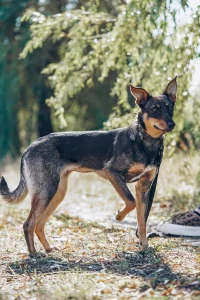 Нежная Пиппи