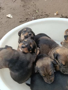 Отдам щенков в добрые руки