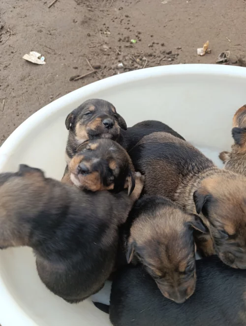 Отдам щенков в добрые руки