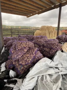 Картофель отборный 80 копеек за кг