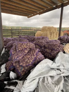 Картофель отборный 80 копеек за кг