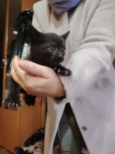 Отдам даром