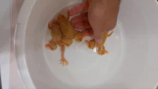 Шпорцевая лягушка