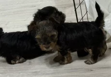 Щенки йоркширского терьера