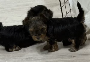 Щенки йоркширского терьера
